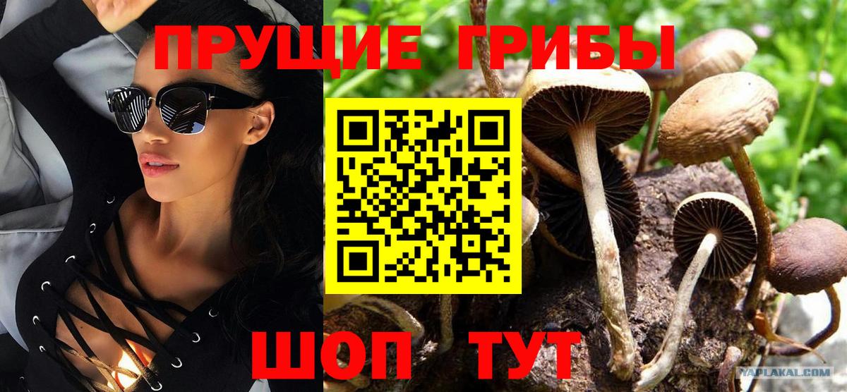 Псилоцибиновые грибы Psilocybine cubensis Железноводск